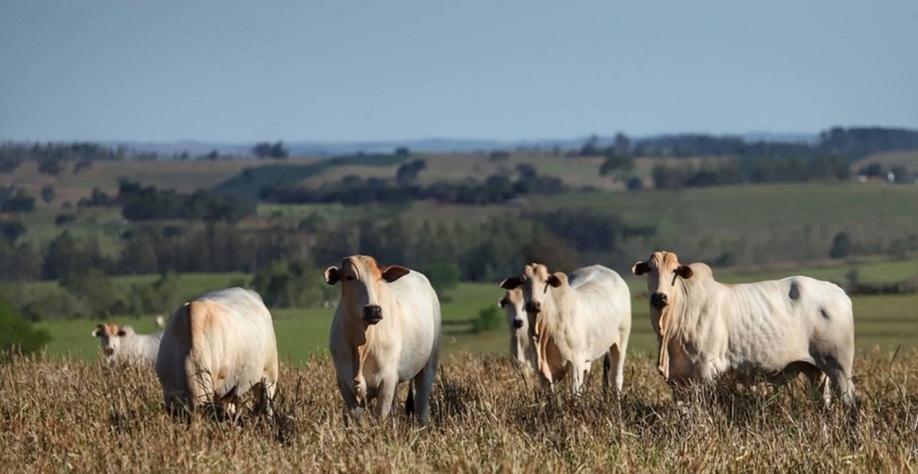 Pasto, soja e cana dominam a área de produção agropecuária no país