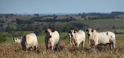 Pasto, soja e cana dominam a área de produção agropecuária no país