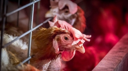 EUA registram primeiro caso grave de infecção humana de gripe aviária