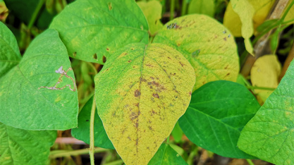 Casos de ferrugem asiática caem 79% em comparação com a safra passada