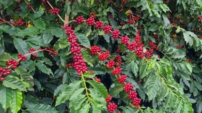 Safra brasileira de café deve ficar abaixo da média pelo 5º ano seguido