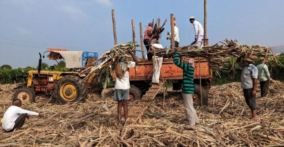 Índia registra queda de 15,5% na produção da atual safra de açúcar