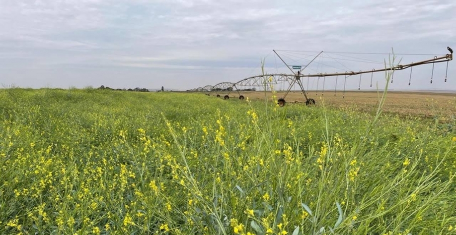 Brasil deve virar maior produtor global de carinata, matéria-prima para SAF