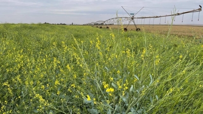 Brasil deve virar maior produtor global de carinata, matéria-prima para SAF