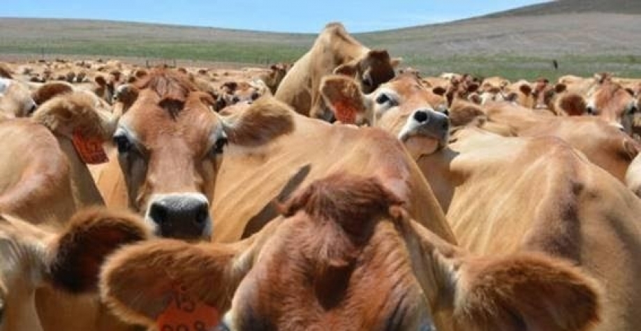 China vai investigar importações de carne bovina após excesso de oferta