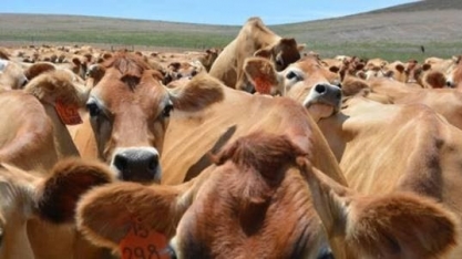 China vai investigar importações de carne bovina após excesso de oferta