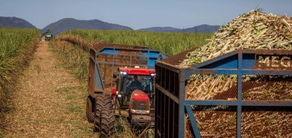 Safra de cana será menor, mas Brasil continuará protagonista no mercado