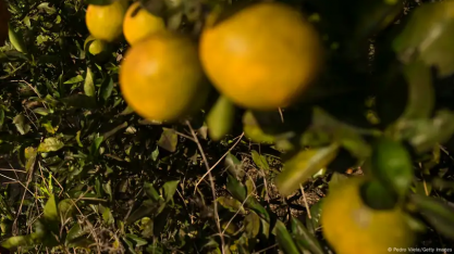 Como calor e pragas ameaçam império das laranjas brasileiras