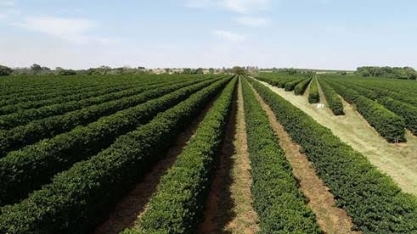 Preços do café atingem máximas históricas 