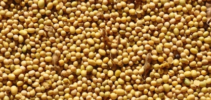 Soja: Preço sobe om a falta de chuvas na Argentina e no Sul do Brasil