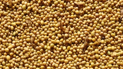 Soja: Preço sobe om a falta de chuvas na Argentina e no Sul do Brasil