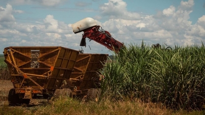 Produtividade da cana no Centro-Sul caiu 10,8% na safra 2024/25