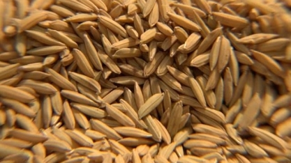 Arroz/RS: Beneficiamento em dezembro foi o menor em 4 anos