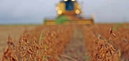 Setor agropecuário tem tudo para retomar um crescimento mais forte em 2025     