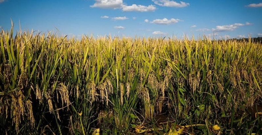 Conab refuta críticas de arrozeiros sobre dados da safra de arroz