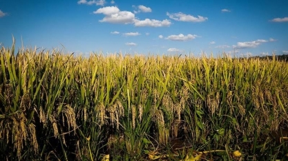 Conab refuta críticas de arrozeiros sobre dados da safra de arroz