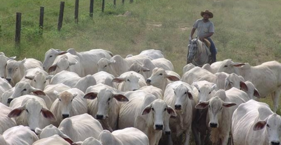 Boi gordo: preços seguem avançando no país