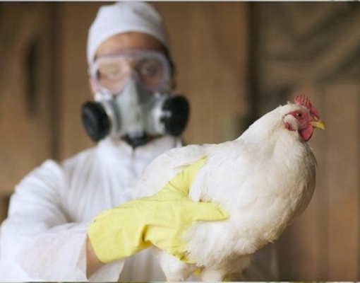 Novo vírus: EUA registram primeiro surto de gripe aviária H5n9 em aves