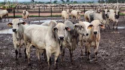Boi gordo reage e sobe 0,63% em São Paulo