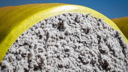 Exportações de algodão avançam, enquanto o mercado interno segue lento