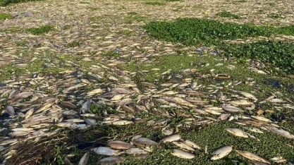 Piracicaba: Usina tem licença de operação suspensa após desastre ambiental