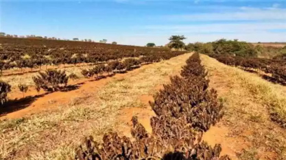 Clima pode fazer café migrar de região, altitude e variedade plantada