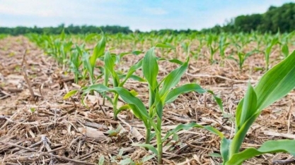 Você sabe o que é agricultura regenerativa? – Por Steven Savage