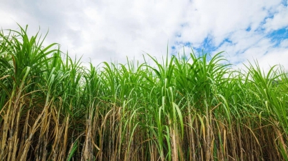O papel dos centros de pesquisa na cultura canavieira brasileira
