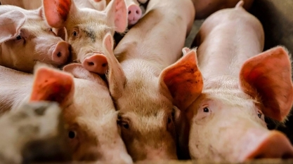 Exportações de carne suína cresceram 10% em 2024 e batem novo recorde