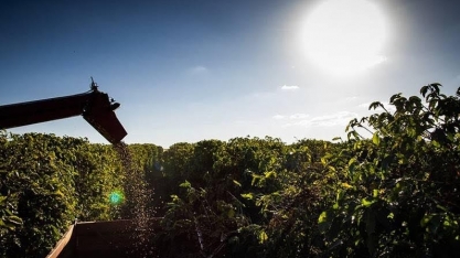 Preço do café sobe em Nova York e volta a bater recorde