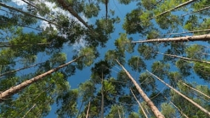 Quem são as maiores produtoras de papel e celulose no País?