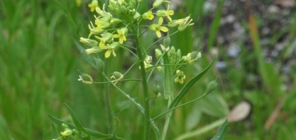 Bayer compra ativos de camelina de olho em demanda para biocombustíveis