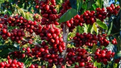 Mercado de café cresce e China eleva consumo em 150% na década