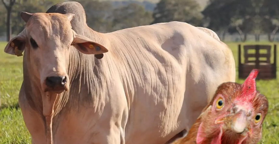 Indústrias de carnes bovina e de frango projetam novos recordes em 2025