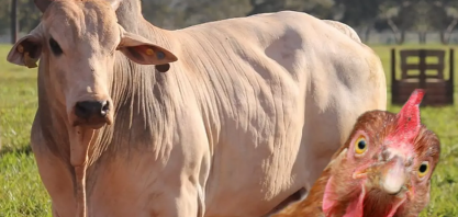 Indústrias de carnes bovina e de frango projetam novos recordes em 2025