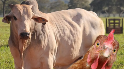 Indústrias de carnes bovina e de frango projetam novos recordes em 2025