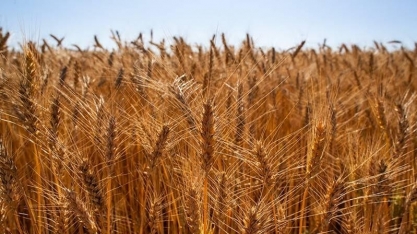 Brasil começa o ano com oferta reduzida de trigo
