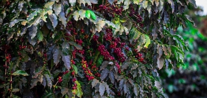 Café avança 4% em Nova York e preço pode subir ainda mais