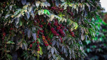 Café avança 4% em Nova York e preço pode subir ainda mais