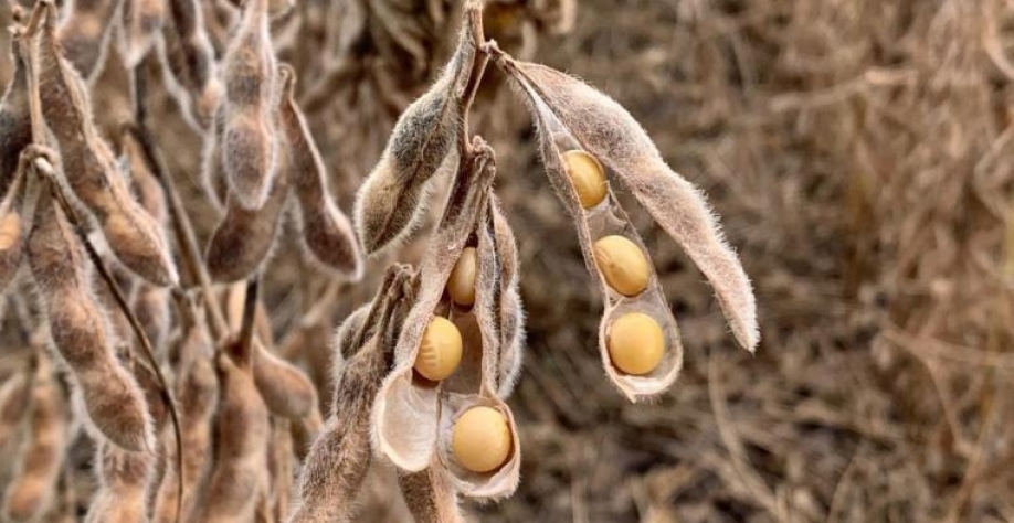 Safra de soja no Paraná deve ser 3,8% menor que a prevista, estima Deral