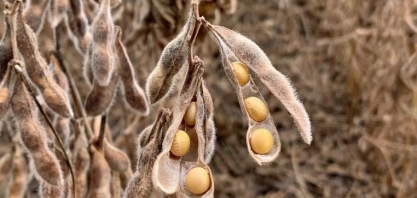 Safra de soja no Paraná deve ser 3,8% menor que a prevista, estima Deral