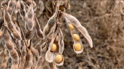 Safra de soja no Paraná deve ser 3,8% menor que a prevista, estima Deral