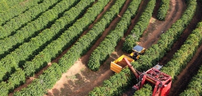 Safra de café do Brasil deve cair 1,8% em 2025