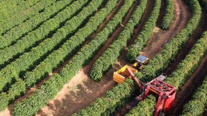 Safra de café do Brasil deve cair 1,8% em 2025