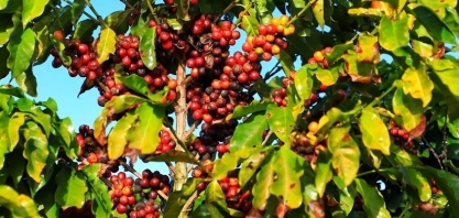 Café dispara em Nova York sem mudanças no quadro de oferta e demanda