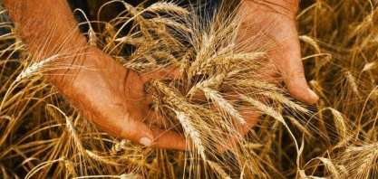 Brasil precisará importar 3 mi de toneladas de trigo nos próximos 5 meses