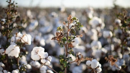 Produção brasileira de algodão deve ser recorde