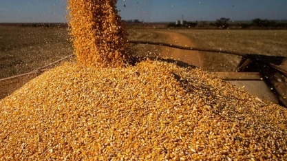 Milho sobe e pesa na produção de proteína, que afeta inflação