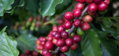 Preço do café volta a subir na bolsa de Nova York