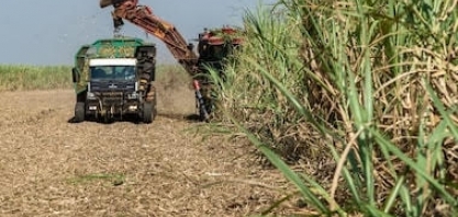 Com crescimento econômico, países árabes compram mais do nosso agro